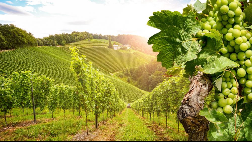 Profitez au maximum de vos vacances d’été en Bourgogne 